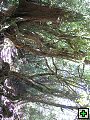 thn_NZ leden-unor 2006 253.jpg
